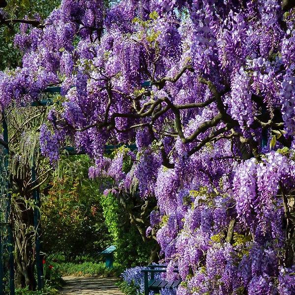AmethystFalls Wisteria