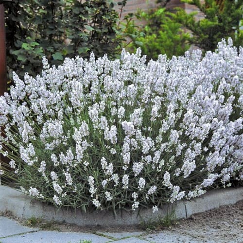 Ellagance Snow Lavender Plant