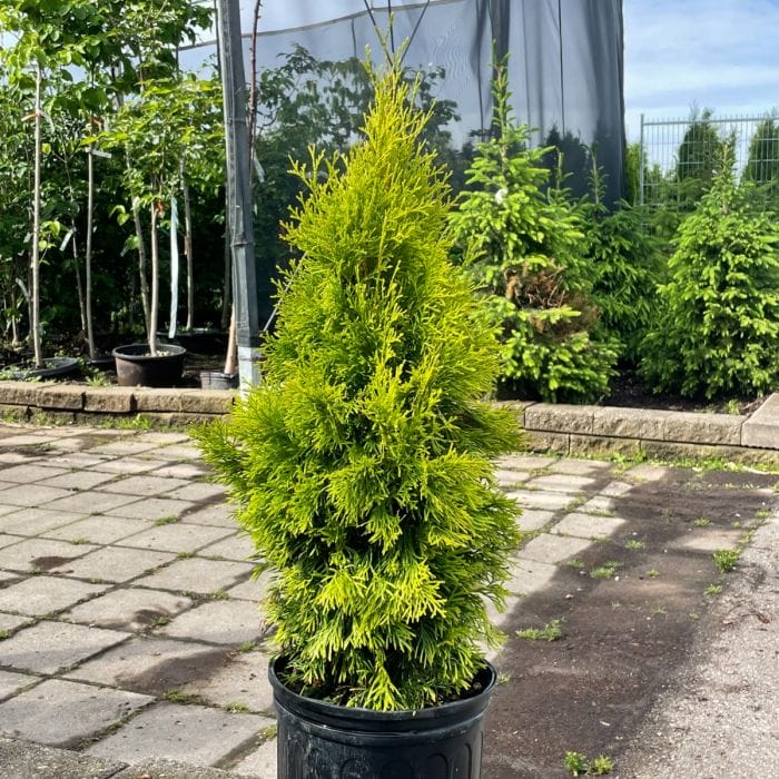 Jantar Gold Cedar