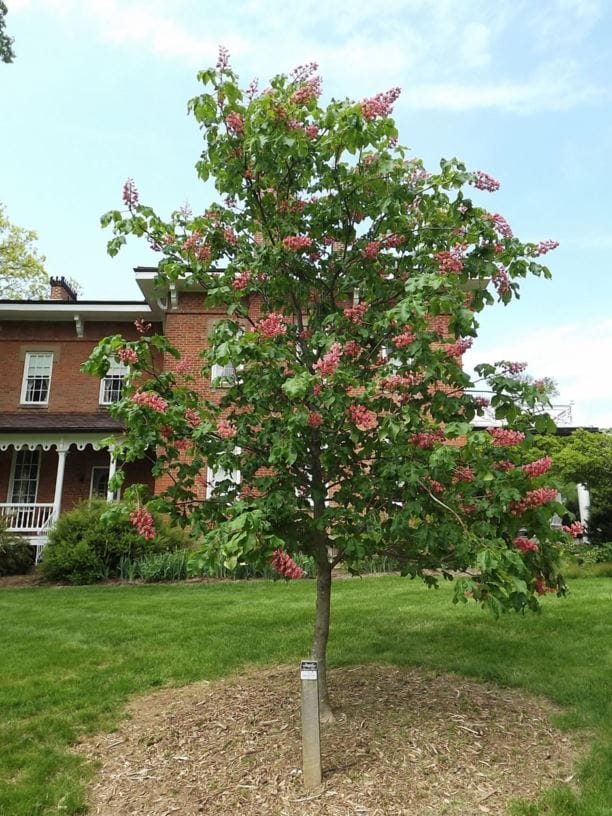 Ruby Red Horse Chestnut - House of Cedar