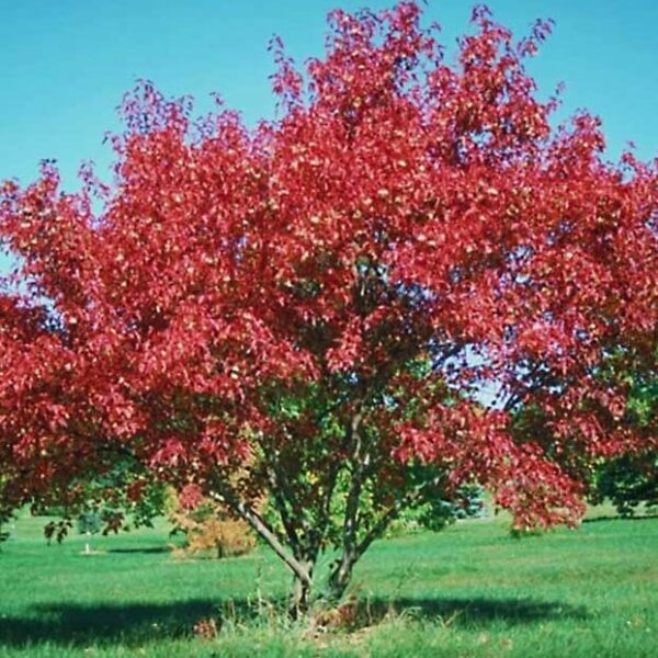Ruby Slippers Amur Maple - House of Cedar