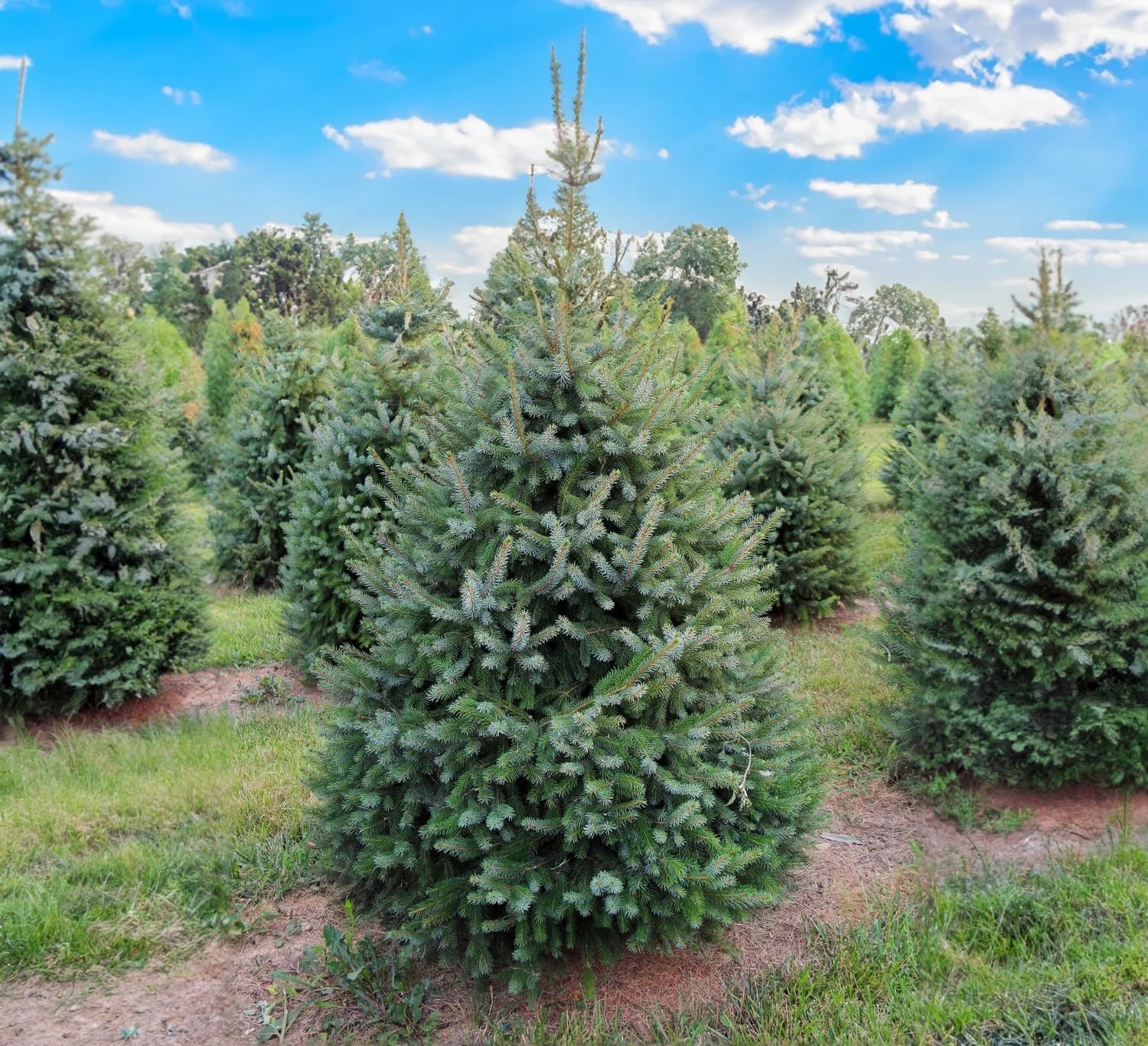 Serbian Spruce on Sale at House of Cedar in Richmond Hill GTA York Region Ontario