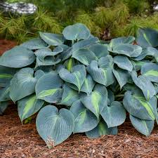 Touch of Class Hosta