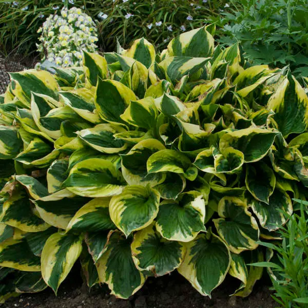 Twilight Hosta
