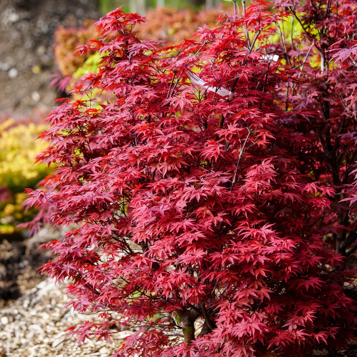 Sentinel Maple Twombly's Red Sentinel J. Maple - House of Cedar