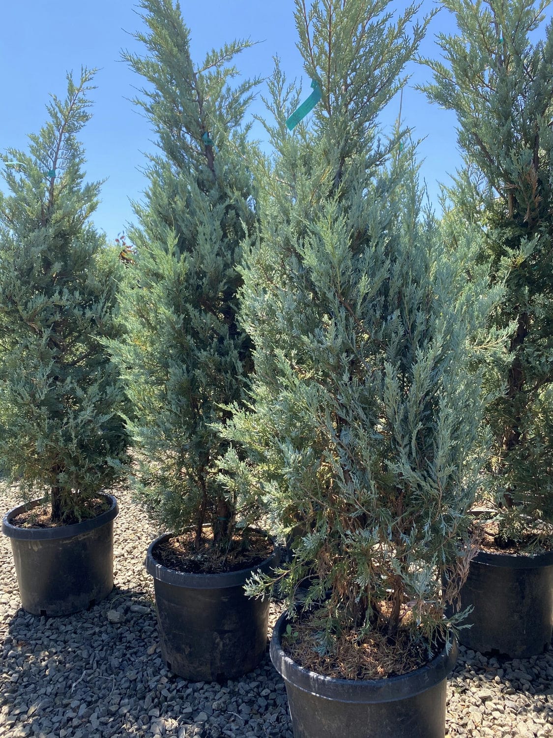 Wichita Blue Juniper for sale at House of Cedar Richmond Hill | Online Wholesale Junipers in GTA
