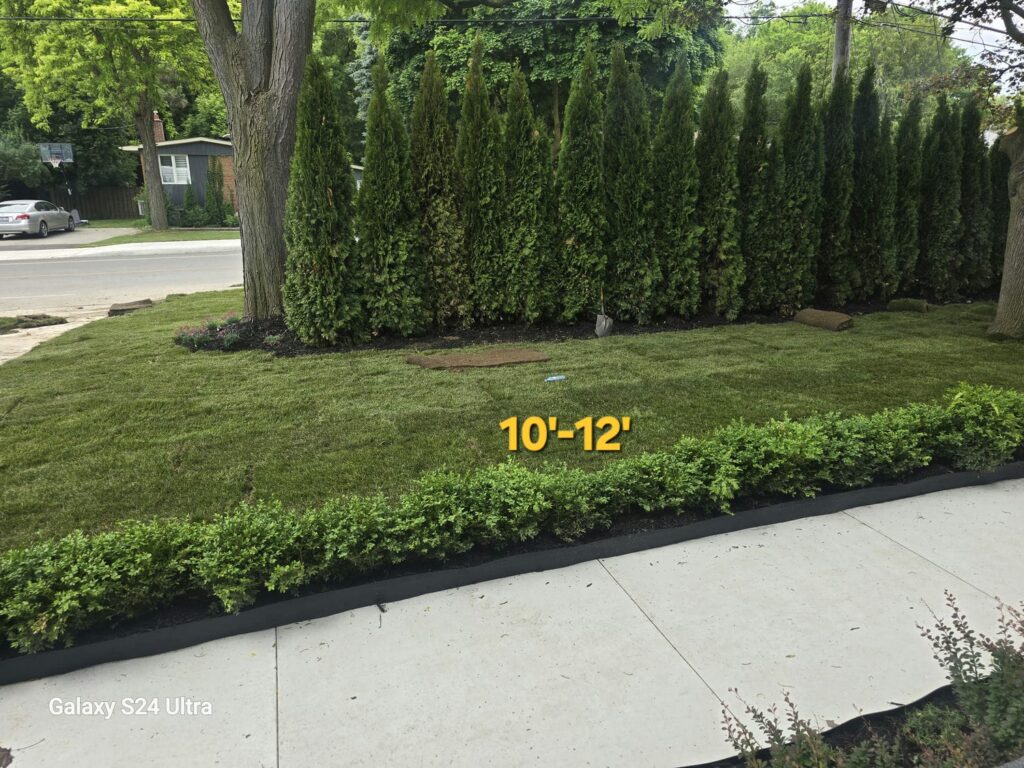 emerald cedar 10-12