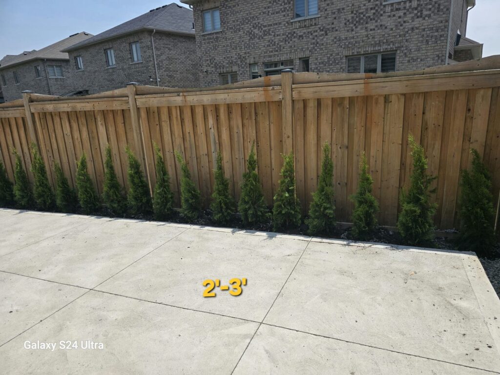 emerald cedar 2-3