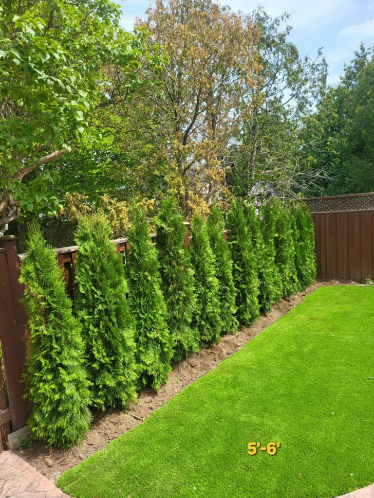 emerald cedar 5-6a