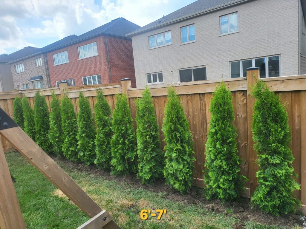 emerald cedar 6-7a