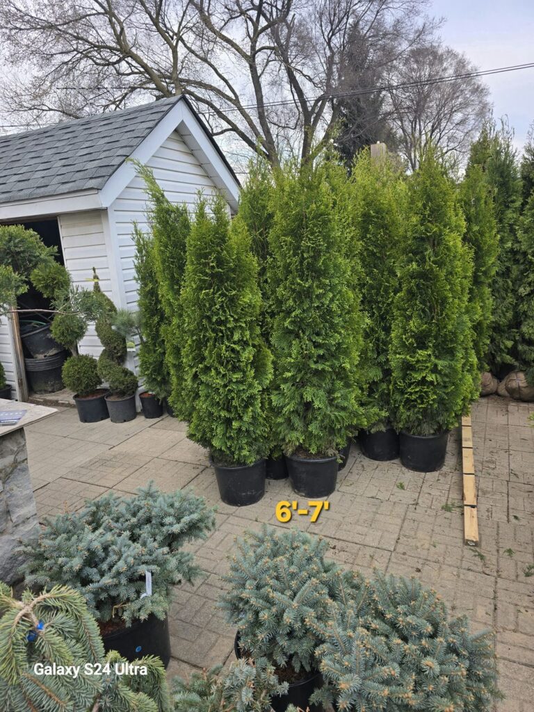 emerald cedar 6-7b