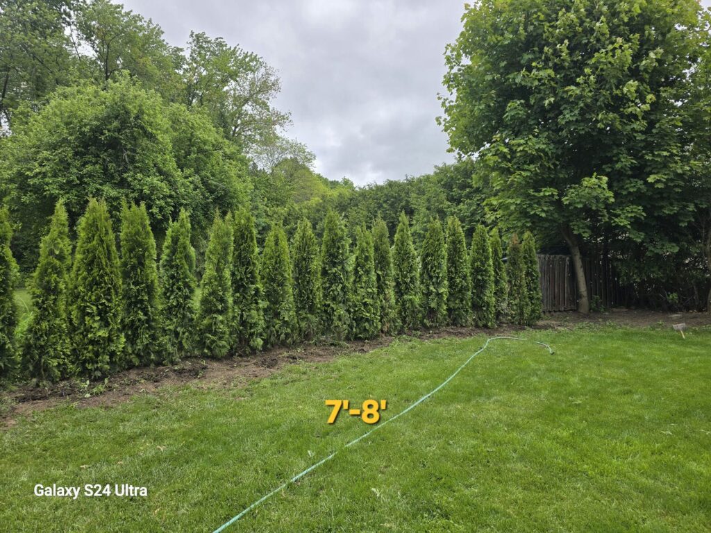emerald cedar 7-8c