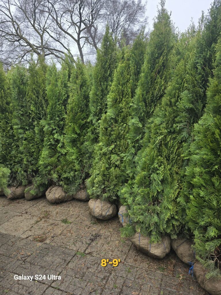 emerald cedar 8-9