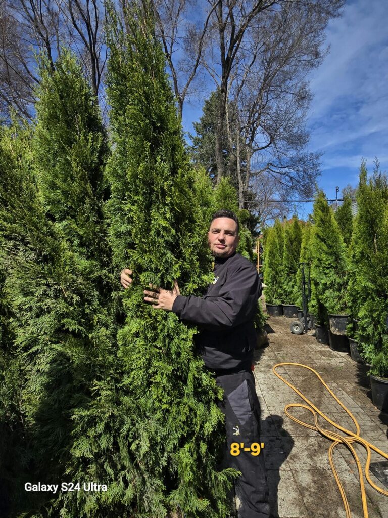 best rate wholesale emerald cedar tree size 8-9 foot for sale online Richmond Hill, Toronto, GTA, Ontario.