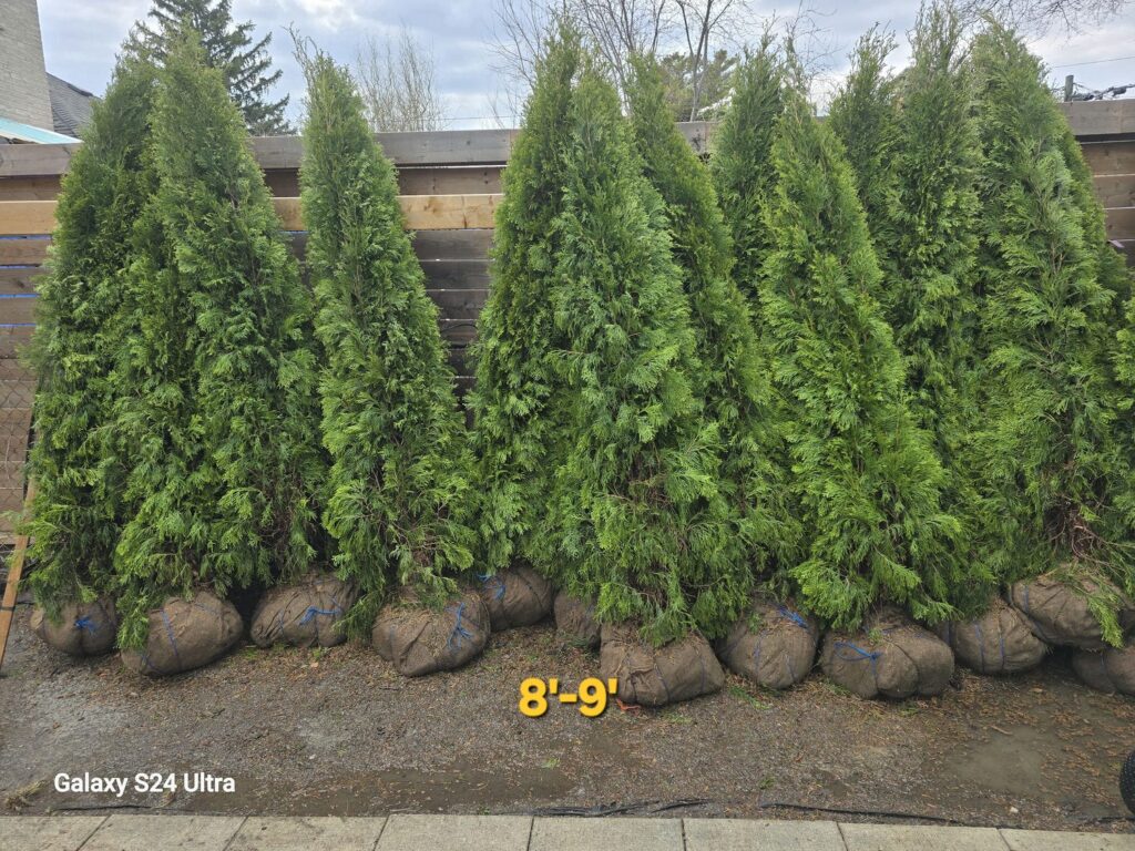 emerald cedar 8-9b