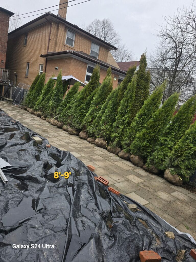emerald cedar 8-9c