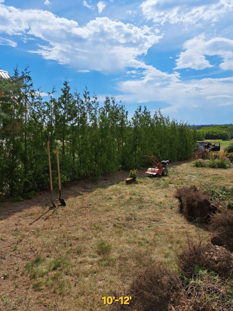 white cedar 10-12