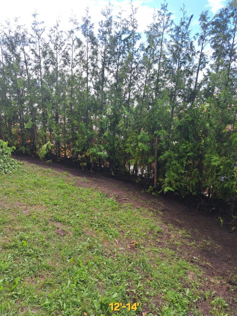 white cedar 12-14