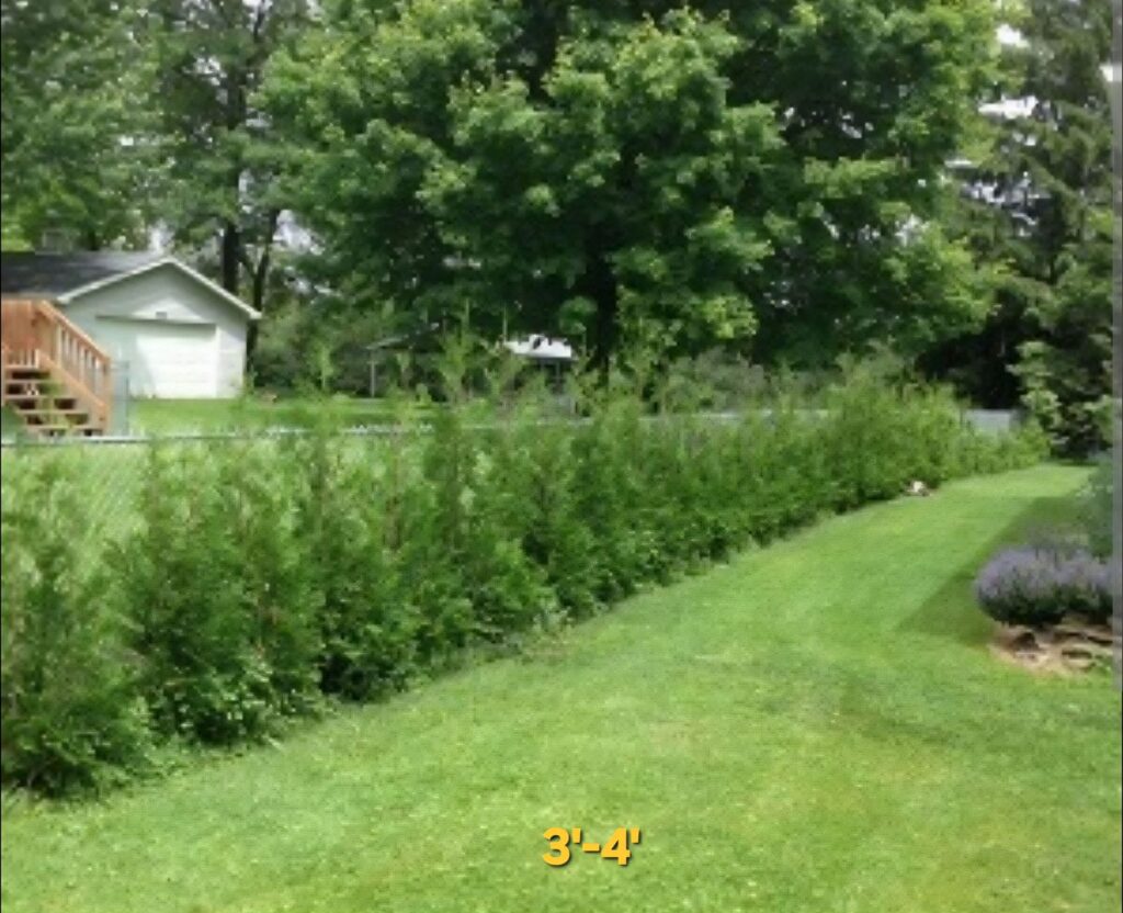 white cedar 3-4