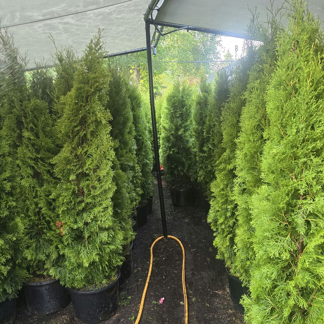 emerald cedar 6-7