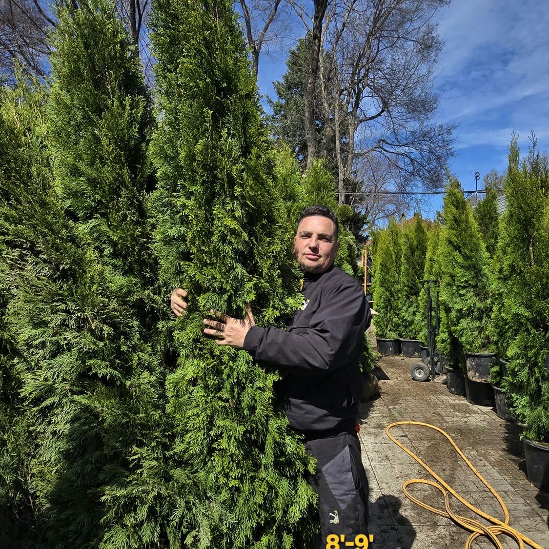 best rate wholesale emerald cedar tree size 8-9 foot for sale online Richmond Hill, Toronto, GTA, Ontario.