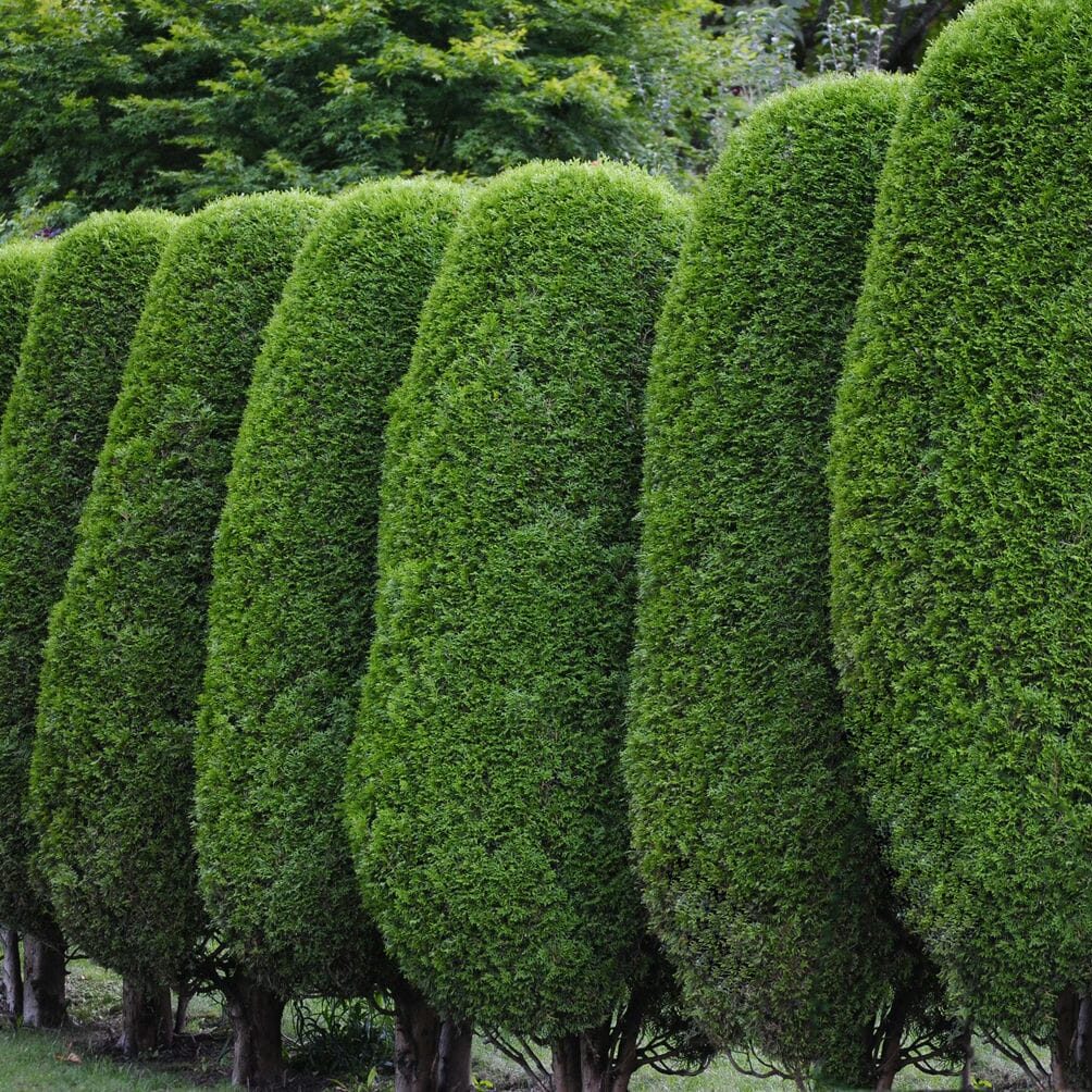 neatly trimmed hedges